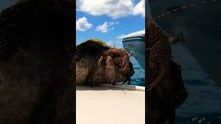 HUGE CRAB in the British Virgin Islands returning to sea!