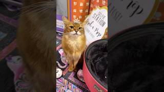 Somali Cat LOVES Attention at Glendale Cat Show! #cat