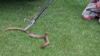 Cape Cobra behavior after being captured