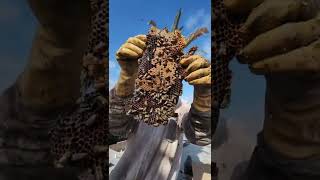 These bees smell like Bananas #shorts #insect #tiktok #animals #bees