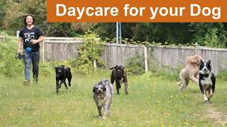 Daycare for your dog 🐶🐾🐕🐩🌲💚  Keep your dog busy while you are away or entertained while you cuddle