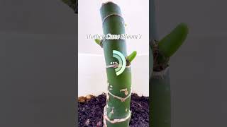 Dumbcane Rooting and Propagation #dumbcane #plants #plantscare #growgreen #homeplants