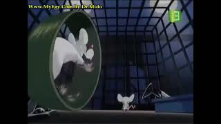 Animaniacs - Pinky and the Brain - Intro (Arabic, Second version)