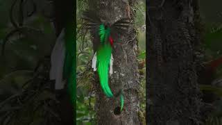 burung cantik,ada yg tau ini burung apa #shortsvideo #shortsviral