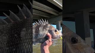 My favorite jig for sheepshead fishing