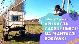 Aplikacja Carbohumicu na plantacji borówki w Dolecku