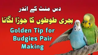 Budgies pair making | budgies ke pair kaise lagaye