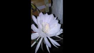 Beautiful Flower , Brahma Kamal flowers, Amazing nature!