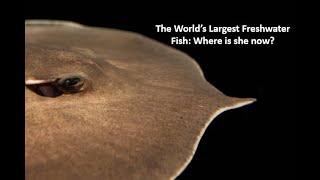 The World's Largest Freshwater Fish: Where is she now?