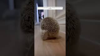 This little hedgehog has been adopted by its owner #animals  #animalshorts #shortvideo