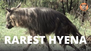 Safari Self Drive | Rarest Hyena Species in the World