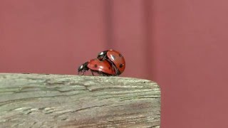 Nyckelpiga - Breeding Ladybird (Coccinellidae)