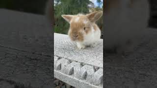 kelinci lucu #cutebunny #bunny #rabbits