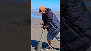 Big crushed one (Razor clam) #pnw #outdoors #shorts #youtubeshorts #seafood #harvesting #reels #fyp