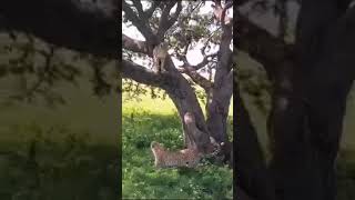 Tree climbing cheetahs looking for prey