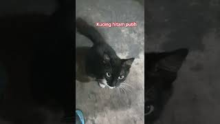 kucing hitam #cat #catlover #kucinghitam #kucing #kucinglucu #kucingimut #shorts #hewan