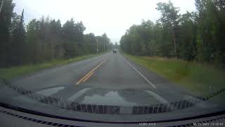 Moose hanging out in roadway in Maine