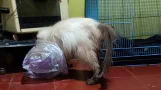 adopsi kucing kitten murah live