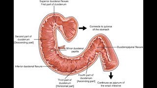 Duodenum(двенадцатиперстная кишка)