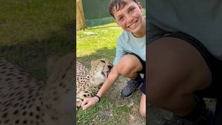 Cheetah Licks my arm in Phuket Thailand! #shorts #cheetah #phuket #thailand #เสือชีตาห์ #चीता