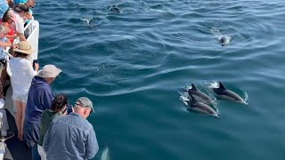 Provincetown whale watch 8-27-24