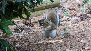 Squirrels And Chipmunks