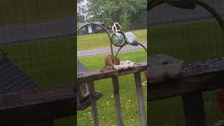 chipmunk eating bird seed