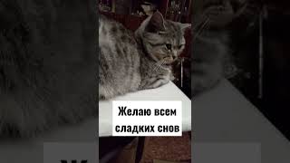 хочу спатеньки##кошкамуся #:моя кошечка