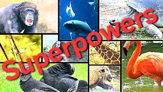 Animal Superpowers: The Science Behind Nature’s Real-Life Superheroes ♥️ #subscribe #viral