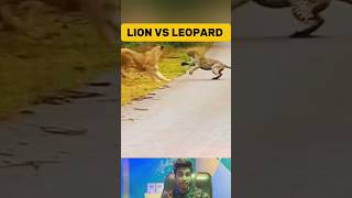 Lion Attacked Leopard on Road shorts