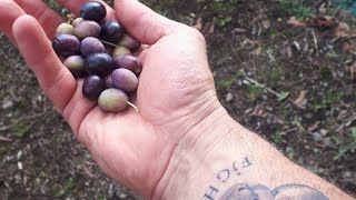 Vi porto nel mio OLIVETO! Dalla raccolta al frantoio
L'OLIO della Lunigiana