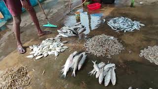 World famous balugaon chilika fish market