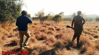 teetar Ka shikar | Partridge hunting in Pakistan