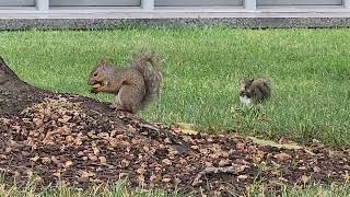 Squirrels Fascinate Me  | University of Columbus Campus