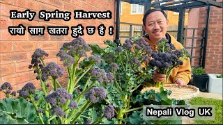 Early Spring Harvest | Raayo saag Update | गजबको ब्रोकाउली टिपियो | Nepali vlog | Nepali Family UK