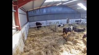 High spec calving setup