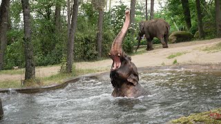 Olifant Burgers' Zoo neemt verkoelend bad 🐘🏝️