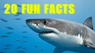 20 MIND-BLOWING Shark Facts that YOU Didn't Know