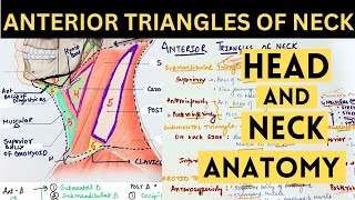 Anterior Triangle of Neck | Boundaries & Content | TRIANGLES OF NECK | HEAD AND NECK ANATOMY