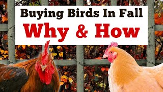 Why and How To Buy Fall Birds