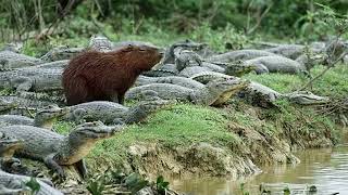 Uncover Shocking Secrets About the World's Biggest Rodent (Capybaras!)