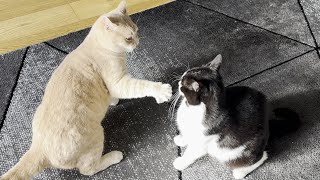 Cat Fight