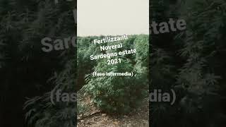 Noveral fertilizzanti. Sardegna estate 2021 - fase intermedia