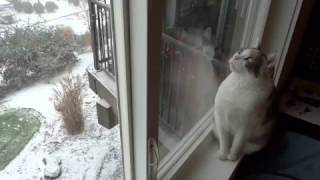 Cats from Southern California react to seeing snow for the first time in Portland