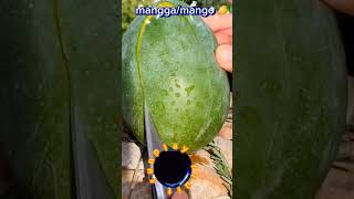 fruit funplay/#mango #mangga #fruit #funplay #shortvideo #youtubeshorts