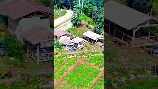 cuaca cerah #dronesjrcf11s4kpro #dronepemula #feedshorts #alampedesaan