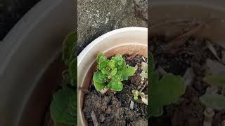 How to force kalanchoe plant to giving flowers