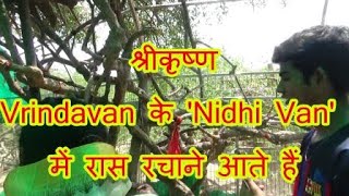 श्रीकृष्ण Vrindavan के 'Nidhi Van' में रास रचाने आते हैं