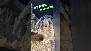 世界最大のカニじゃない／沖縄美ら海水族館［YouTube水族館］#ヤシガニ #ヤドカリ