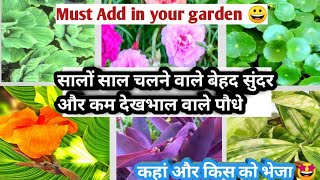 Colourful long lasting beautiful parmanent plants/ Add in your garden